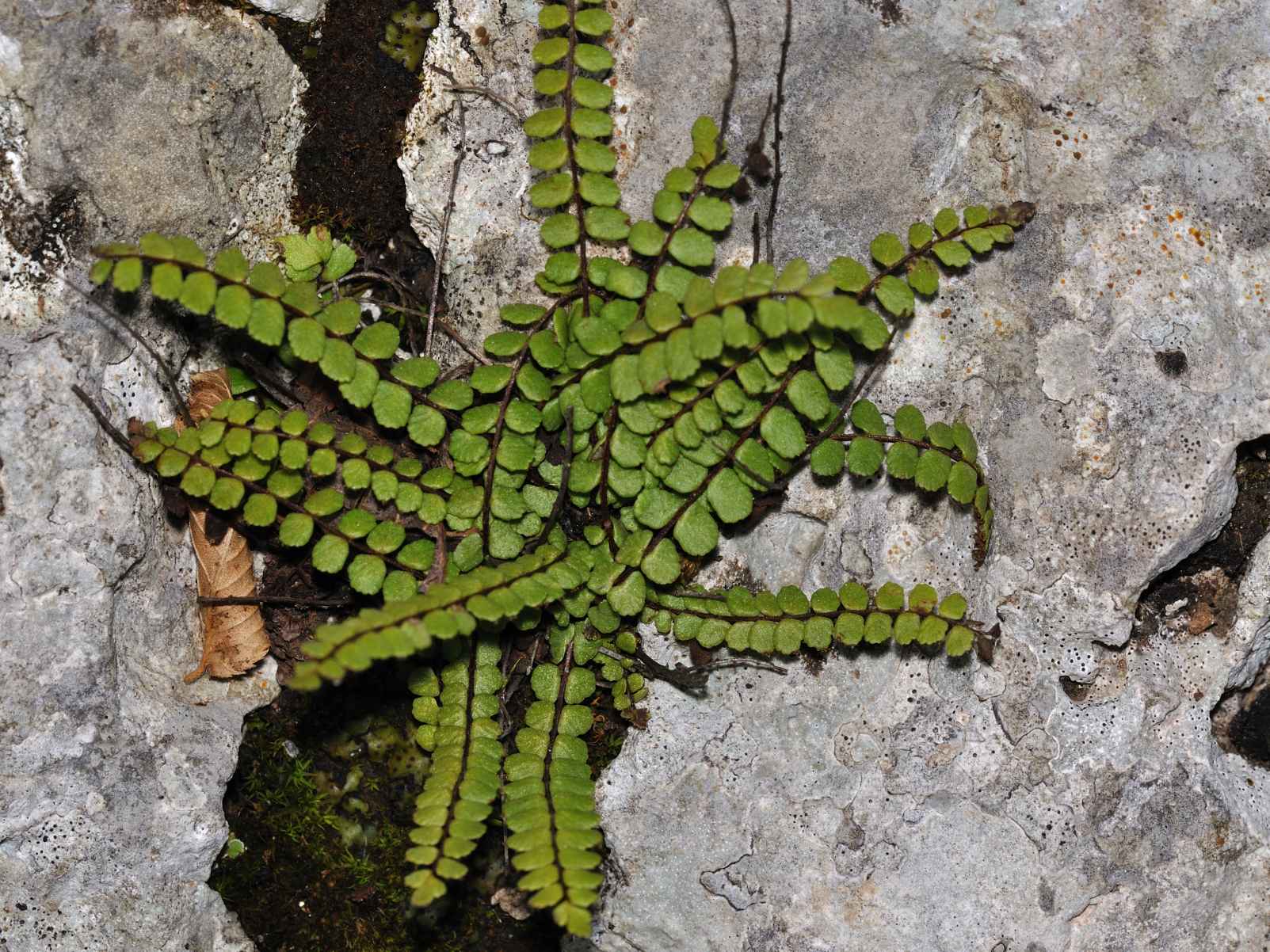 Asplenium trichomanes